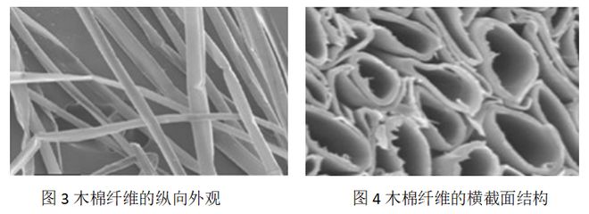 乐鱼体育【纺织原料】木棉纤维(图3)